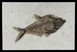 Fossil Fish (Diplomystus) - Green River Formation #117135-1